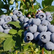 Саджанець Лохина Брігітта в контейнері